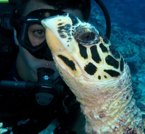 File:Diving Turtle.jpg